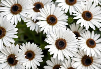Fototapeta premium Daisies with black dots on white, summer wildflower vector seamless pattern, illustration, background