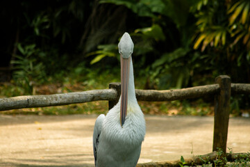 A pelican on the edge of a lake is a type of bird that usually lives in groups, this bird is an animal that is almost extinct
