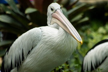 A pelican on the edge of a lake is a type of bird that usually lives in groups, this bird is an animal that is almost extinct