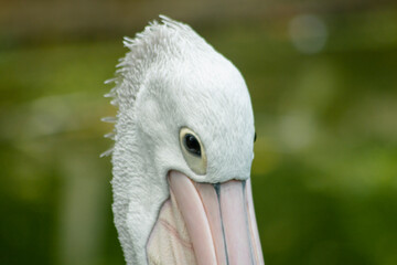 A pelican on the edge of a lake is a type of bird that usually lives in groups, this bird is an animal that is almost extinct