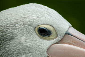 A pelican on the edge of a lake is a type of bird that usually lives in groups, this bird is an animal that is almost extinct