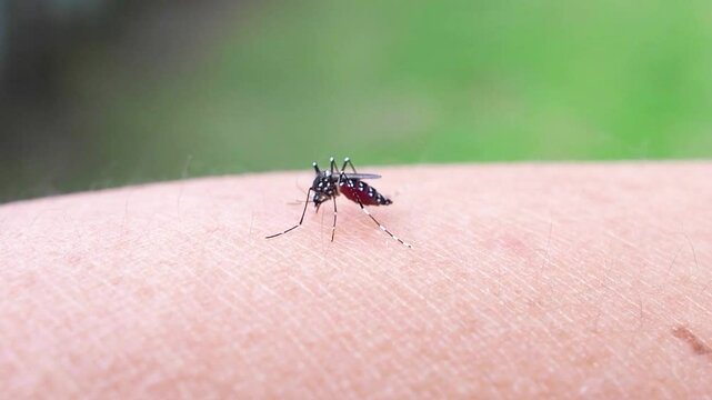 Aedes aegypti mosquitoes bite on human arm