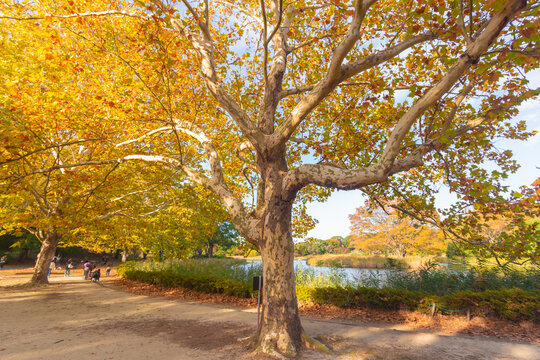 Showa Kinen Park in Tokyo's Tachikawa area is so large that it would take an entire day to explore it all. It is best known for its many flowers that bloom throughout the year