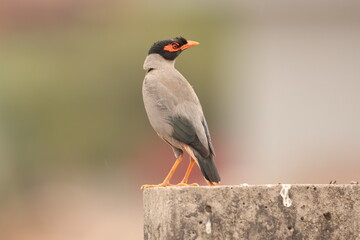 Mynah