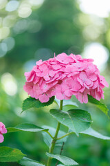 Pink Hydrangea in Sunlight with Sparkling Dew – Bright Summer Flower Close-Up