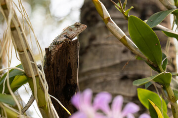 a lizard sits on a tree and basks in the sun, a wild lizard