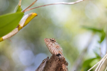 a lizard sits on a tree and basks in the sun, a wild lizard