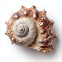 Spiral Seashell Centered on White Background with Soft Commercial Lighting and Sharp Texture Detail. Clean Studio Product Composition.