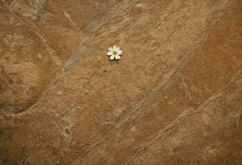 Daisy on Rock Surface: A solitary white daisy rests on a tan rock surface, its delicate petals contrasting with the rugged texture. Ai generated image