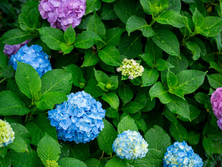 カラフルな紫陽花