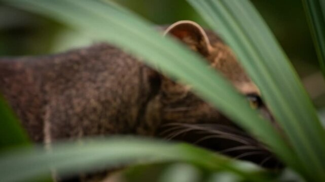 Partially Visible Agouti Dasyprocta Rodent Hiding Behind Green Foliage in Natural Habitat