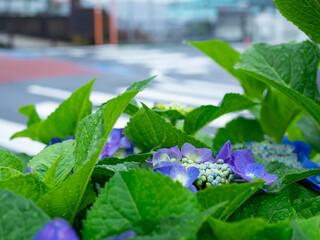 道沿いに咲く紫陽花