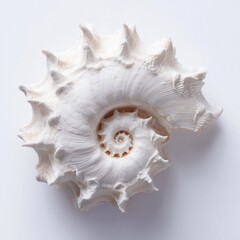 Obraz premium Spiral Seashell Centered on White Background with Soft Commercial Lighting and Sharp Texture Detail. Clean Studio Product Composition.