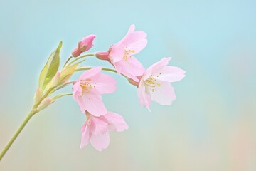 Obraz premium Cherry blossoms bloom in serene beauty embracing springtime s gentle warmth in an ethereal pastel