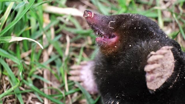 Muzzle of dead Mole close-up. Talpa europaea side view. An animal with black fur. Garden pest concept. Killed with poison or caught mole trap. Lawn destroyer. High quality 4k footage.