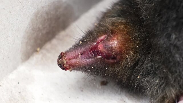 Muzzle of dead Mole close-up. Talpa europaea side view. An animal with black fur. Pest control in the garden concept. Killed with poison or caught mole trap. Lawn destroyer. High quality 4k footage.