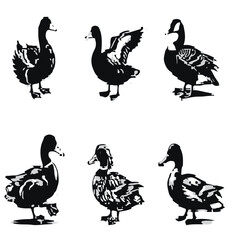 the duck vector image