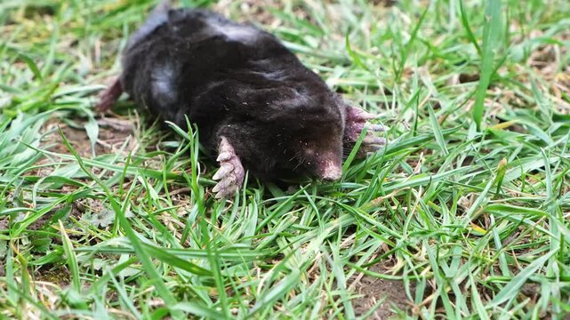 A mole is on the surface among green grass in the garden. Talpa europaea side view close-up. Animal with black fur. Garden pest concept. Lawn saving problems. High quality 4k footage.