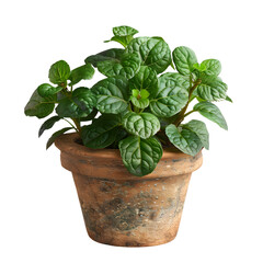 Fototapeta premium Lush green mint plant in a terracotta pot a vibrant herb thriving indoors