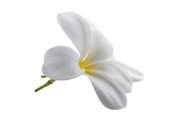 Fototapeta premium White frangipani flowers isolated on a transparent background