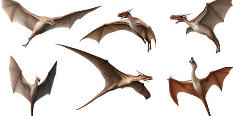 Fototapeta premium Set of pterodactyl isolated on transparent background.