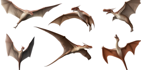 Set of pterodactyl isolated on transparent background.