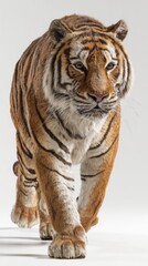 Naklejka premium A majestic tiger strides forward with a powerful and focused expression.