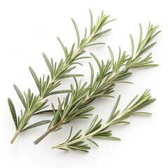 Obraz premium rosemary branches isolated on white-.
