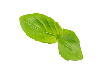 Fresh Green Basil Herb Leaves with Aromatic Scent isolated on a transparent background