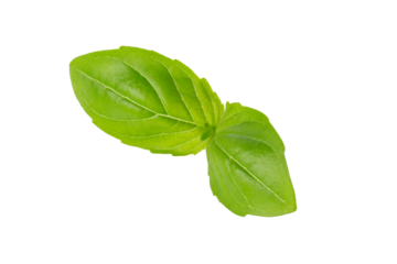 Fresh Green Basil Herb Leaves with Aromatic Scent isolated on a transparent background