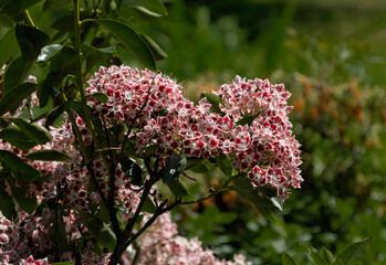 Flowers of Kalmia latifolia. Also known as mountain laurel, calico bush or spoon tree.