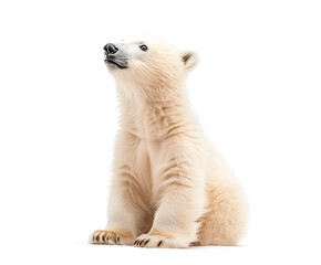 Fototapeta premium Close-up portrait of a cute brown bear cub, a young mammal sitting isolated on a white studio background