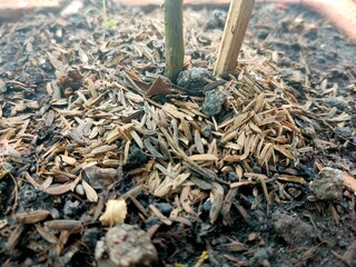 Close-up of soil and mulch covering the base of two plant stems in a pot.
