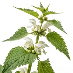 flowering white dead nettle plant white brackgro.