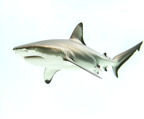 A sleek, grey shark swims gracefully against a bright white background, showcasing its form.