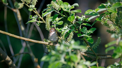 Common whitethroat nest building