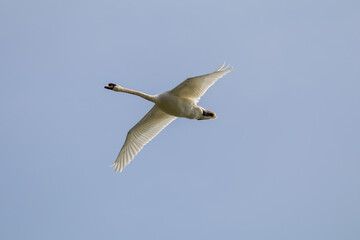Swan in flight