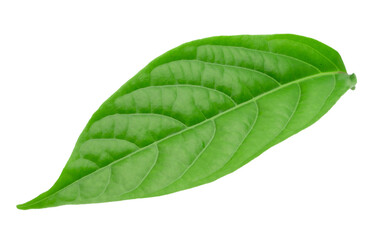 Obraz premium A close-up of vibrant green leaves isolated on a transparent background