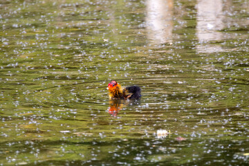 Eurasian Coot Chick Swimming Alone