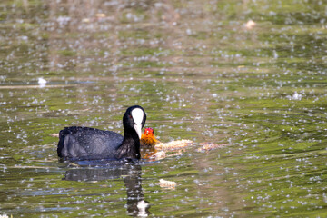 Eurasian Coot Parent with Chick on Water