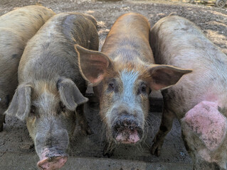 Porcos curiosos em meio a um lamaçal e ar puro numa fazenda rural