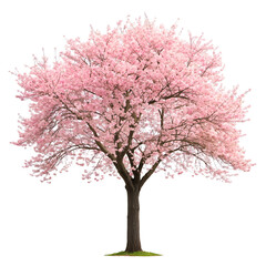 Obraz premium Cherry blossom tree in springtime isolated on transparent background