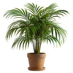 Obraz premium Lush green potted palm plant in terracotta pot a vibrant houseplant for home decor