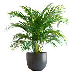 Obraz premium Lush green palm plant in a gray pot a vibrant houseplant adding tropical vibes to indoor spaces