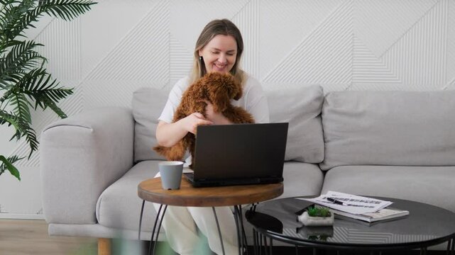 Blogger affably waves paw of pet Maltipoo into laptop camera, broadcasting online. Maltipoo sits in arms owner waving paw to viewers online. Blogger interacts with audience answering questions online.