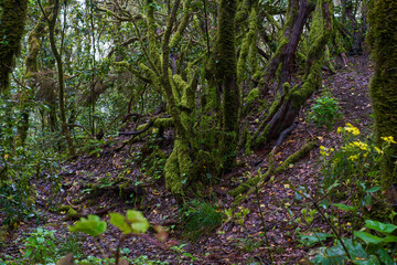 Fototapeta premium Mossy trees in Anaga forest