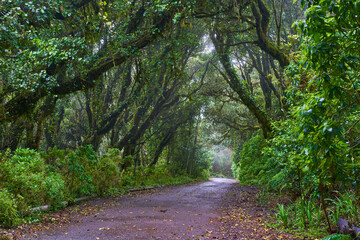 Wet trail through Anaga laurisilva