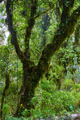 Mossy trees in Anaga forest