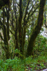Mossy trees in Anaga forest