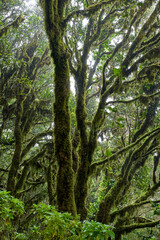 Mossy trees in Anaga forest